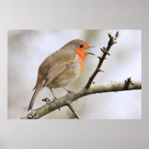 February Robin Print