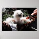 Feeding an Eagle Owl chick posters