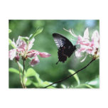 feeding butterfly  post cards