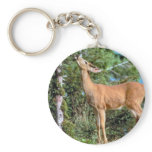 Feeding Deer keychains