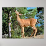 Feeding Deer Print