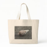 Feeding Pigeon bags