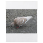 Feeding Pigeon flyers