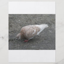 Feeding Pigeon Personalized Flyer