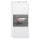 Feeding Pigeon rack cards