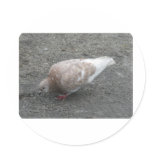 Feeding Pigeon stickers
