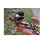 Feeding The Birds Post Cards