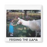 FEEDING THE LLAMA magnets