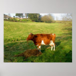 Feeding time for Guernsey cow posters