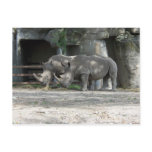 Feeding Time for the Rhinos Postcard