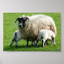 Feeding time for this sheep's lambs posters