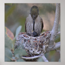 Feeding time Humminbird Babe Posters