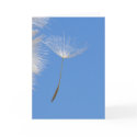 Feel free - flying Dandelion seed in blue sky cards
