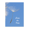 Feel free - Flying Dandelion seed postcards