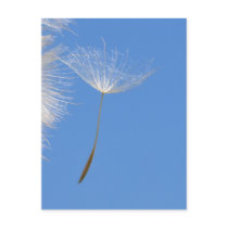 Feel free - Flying Dandelion seed