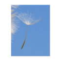 Feel free - Flying Dandelion seed postcards
