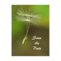 Feel free - Flying Dandelion seed postcards
