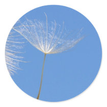 Feel free - Flying Dandelion seed