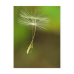 Feel free - flying Dandelion seeds
