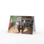 Feline 6-Pack