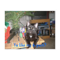 Feline 6-pack postcard