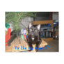 Feline 6-pack postcard