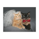 Feline bride and groom postcards