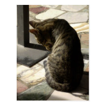 Feline Intruder Postcard