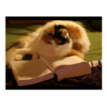 Feline Lincoln Post Card
