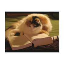 Feline Lincoln Post Card