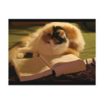 Feline Lincoln postcards