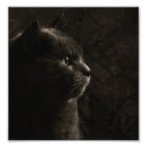 Feline perfection - Print Photograph