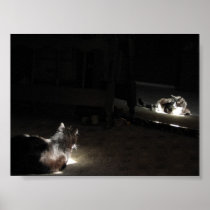 Feline Reflections