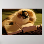 Feline Scholar posters