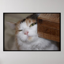 Feline Scratch Print