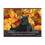Feline Superstition postcards