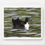 Female Blue Swedish Duck mousepads