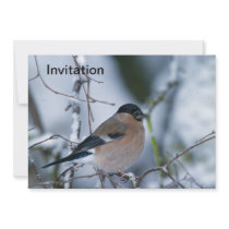 Female Bullfinch Invitation