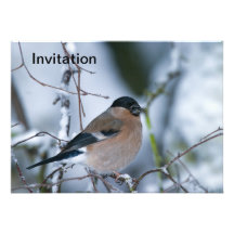 Female Bullfinch Invitation