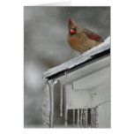Female Cardinal