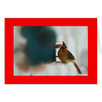 Female Cardinal at Birdfeeder