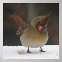 Female Cardinal Poster