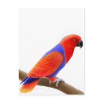 Female Eclectus Parrot Postcard