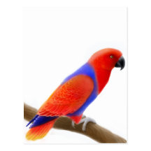 Female Eclectus Parrot Postcard