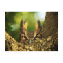 Female Great Horned Owl