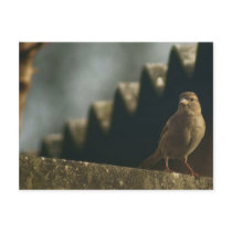 Female House Sparrow postcards