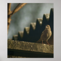 Female House Sparrow posters