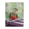 Female king parrot postcards