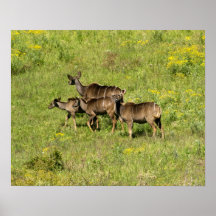 Female Kudu Print