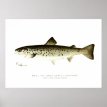 Female Land-locked Salmon or Quaniche Print